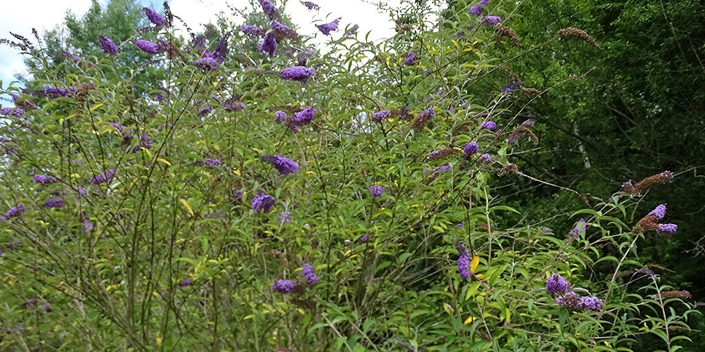 Arbre à papillons Arbre à papillons