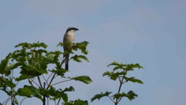 GONm - Pie-grièche écorcheur mâle sur le site de la queue d’hirondelle - 2024