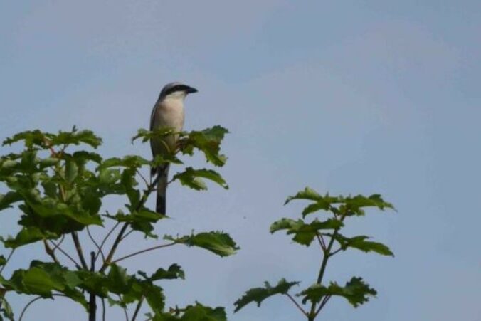 GONm - Pie-grièche écorcheur mâle sur le site de la queue d’hirondelle - 2024
