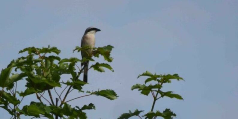 GONm - Pie-grièche écorcheur mâle sur le site de la queue d’hirondelle - 2024
